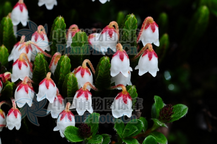 錦絛花 錦絛花