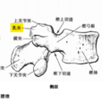 乳突(腰椎乳突) 乳突(腰椎乳突)
