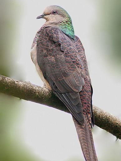 斑尾鵑鳩