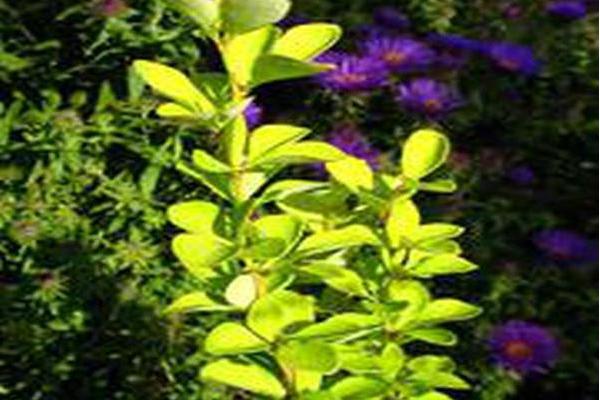 Berberis thunbergii \x27Maria\x27 SUNJOY GOLD PILLAR Berberis thunbergii \x27Maria\x27 SUNJOY GOLD PILLAR