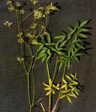 縮莖變種 縮莖變種