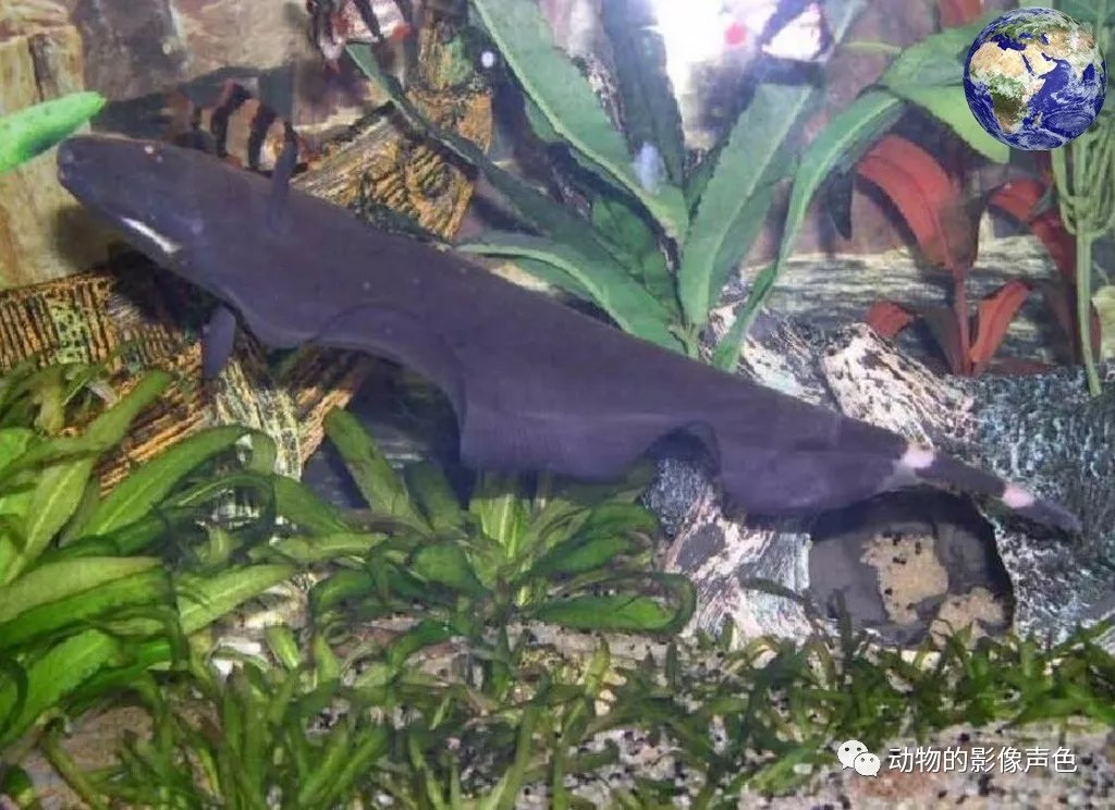 這種電鰻被人馴化成了觀賞魚，但它們會吃自己的孩子
