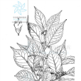 長錐序蕘花 長錐序蕘花