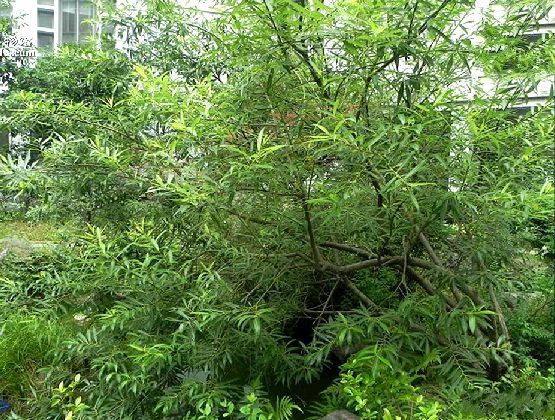 三蕊柳p247 三蕊柳p247