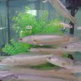 白烏魚 白烏魚