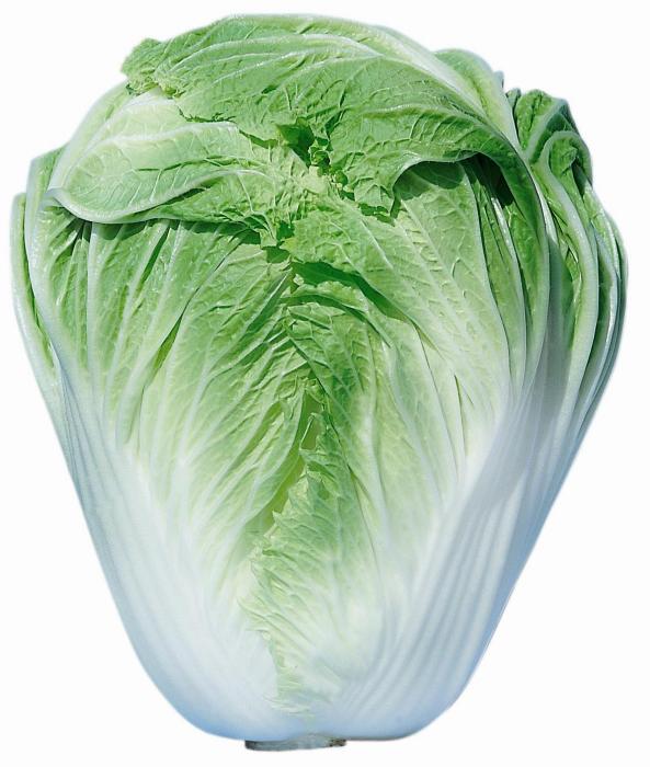 琴萌2號 琴萌2號