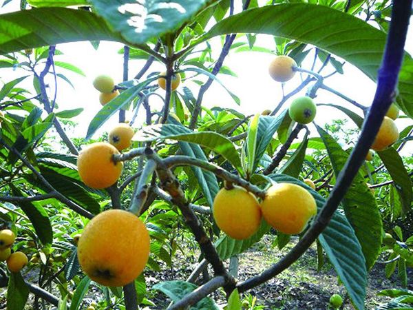 新橋枇杷 新橋枇杷