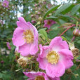 陝西薔薇 陝西薔薇