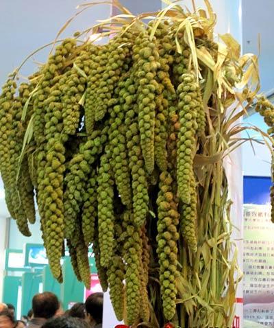 蒙金谷1號 蒙金谷1號