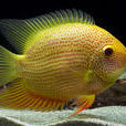 鳳梨魚