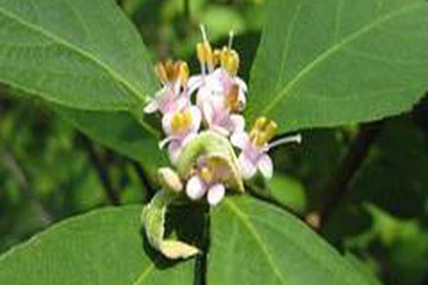 Callicarpa japonica Callicarpa japonica
