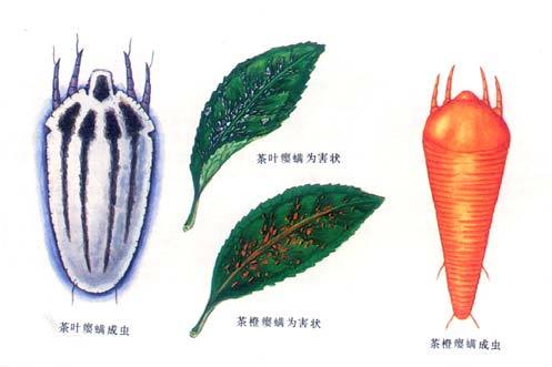茶橙癭蟎 茶橙癭蟎