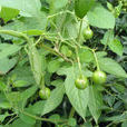排風藤 排風藤