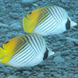 絲蝴蝶魚 絲蝴蝶魚