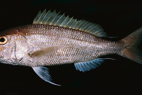 紋面紫魚 紋面紫魚