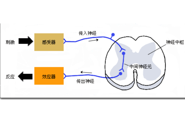 反射動作 反射動作