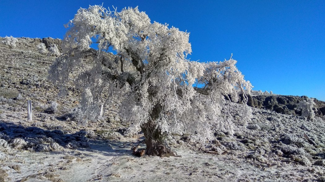 Quercus faginea Quercus faginea