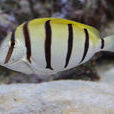 橫帶刺尾魚 橫帶刺尾魚