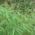 筱竹屬 筱竹屬