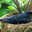 科茲美鶇鳥