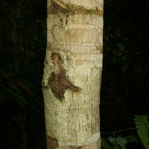 Panopsis acostana