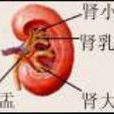 腎盞 腎盞
