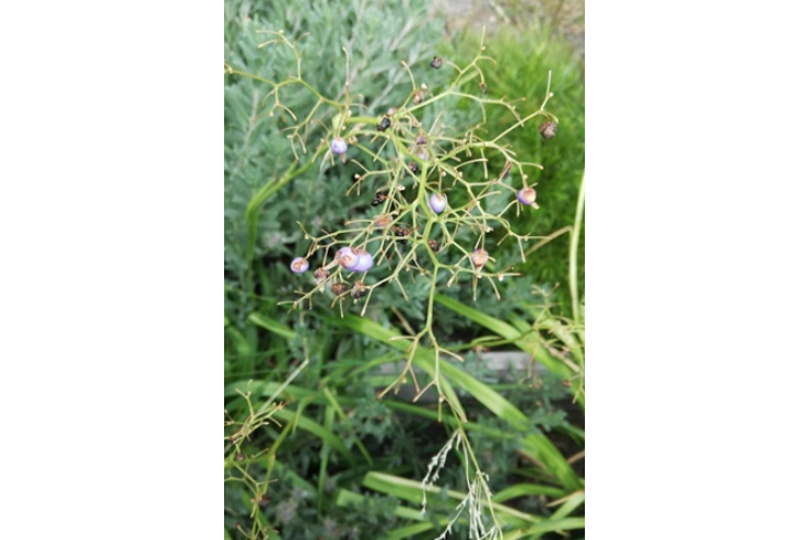 長果山菅