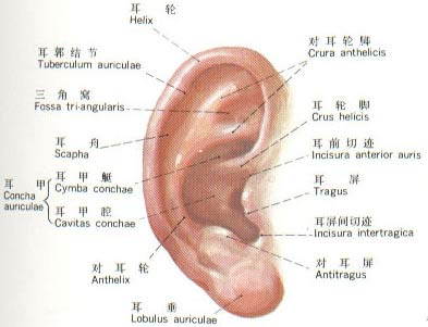 耳朵結構圖