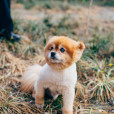 小柴犬 小柴犬