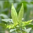 洋茄 洋茄