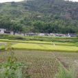 中芒隴村 中芒隴村