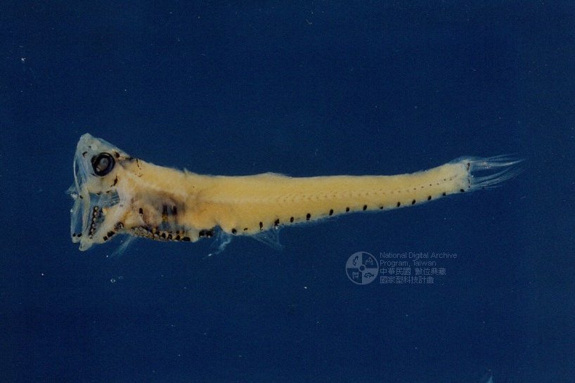 刀光魚 刀光魚