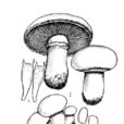 雙孢蘑菇