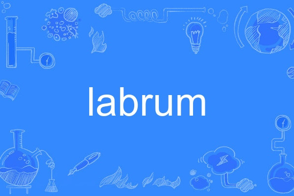 labrum labrum