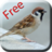 鳥兒叫聲 鳥兒叫聲