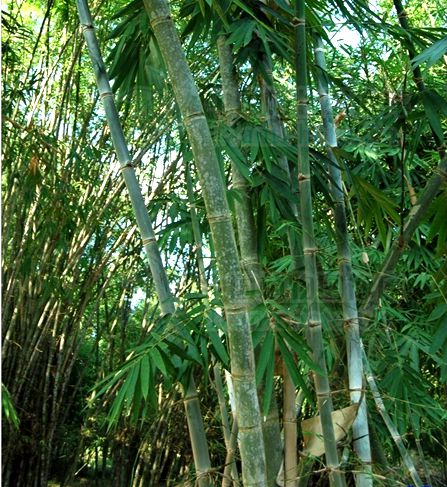 版納庫-滇竹群體