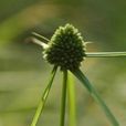 疏鱗莎草 疏鱗莎草