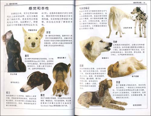 名犬：全世界300多種名犬的彩色圖鑑