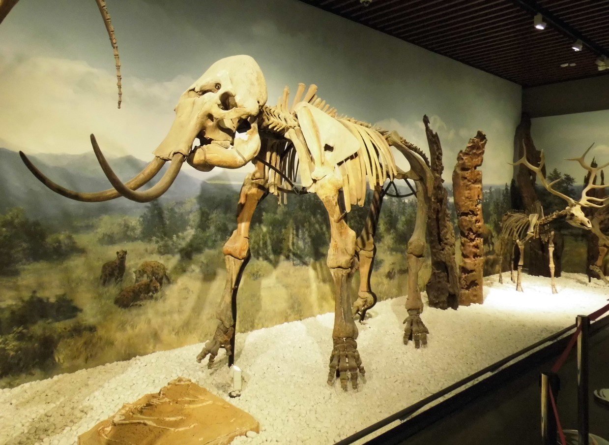 猛獁象化石（南京博物院館藏）