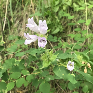 Penstemon glandulosus