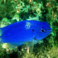 藍寶石魔魚