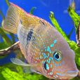黑邊天竺魚 黑邊天竺魚