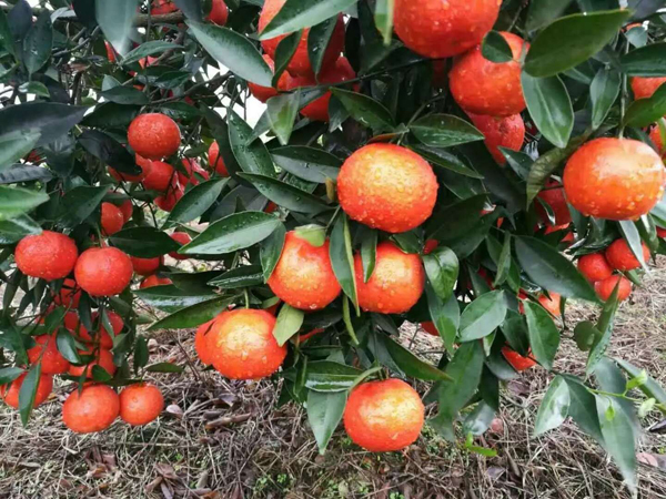世紀紅柑橘