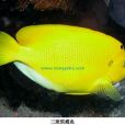 琪蝶魚屬 琪蝶魚屬