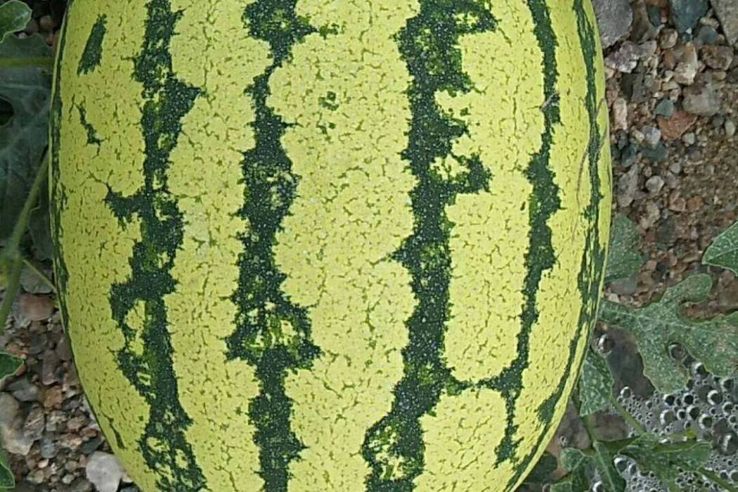 晉西瓜5號 晉西瓜5號