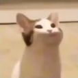 popo貓 popo貓