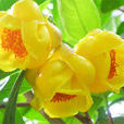 金花茶(金茶花)