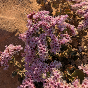 Limonium mucronatum