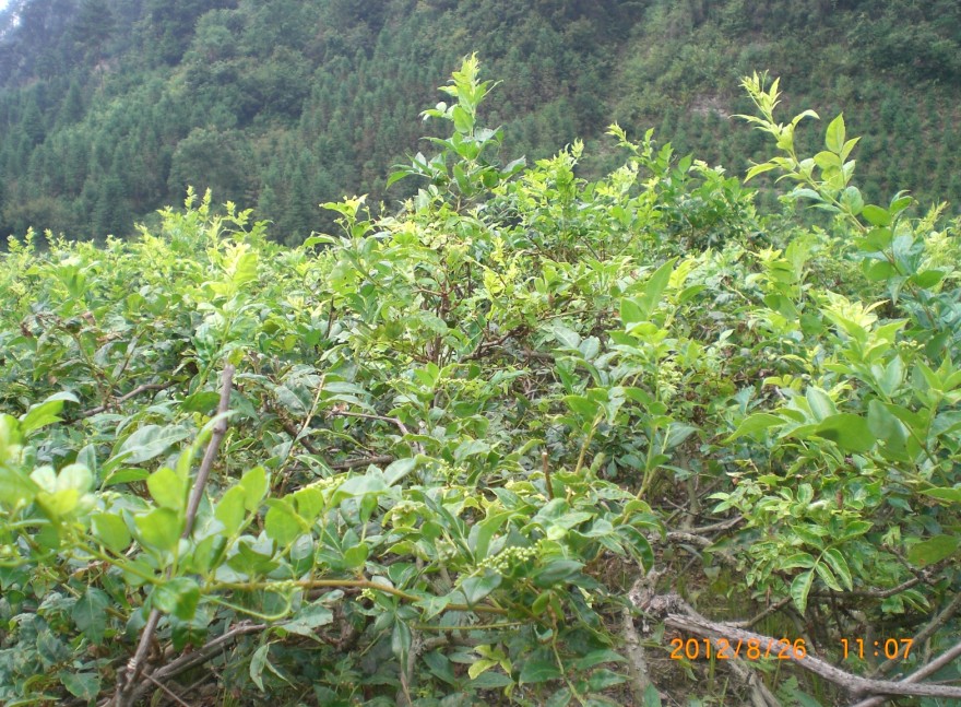 原生態莓茶