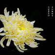 秋菊(陳毅詩作) 秋菊(陳毅詩作)